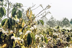 Tháng 3 Tây Nguyên