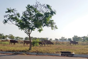 Cỏ mọc um tùm tại Dự án Khu đô thị Trung tâm hành chính tỉnh Long An - TP. Tân An được người dân tận dụng làm nơi thả bò. Ảnh: Gia Huy