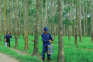 GVR đặt mục tiêu chuyển niêm yết lên HOSE trong năm nay