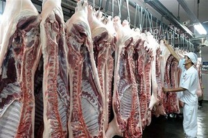 Khoảng 3.600 tỷ đồng đã bị “thổi bay”, doanh nghiệp vẫn e ngại cấp đông thịt lợn