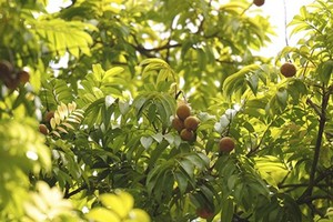 Mùa sấu đậu quả