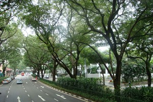 Công ty công viên cảnh quan Singapore sẽ hỗ trợ công tác chăm sóc cây ở công viên và trên đường phố để xây dựng Hà Nội bền vững và đáng sống