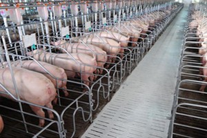 Sau khi khấu trừ các chi phí, lợi nhuận sau thuế quý III.20149 của Dabaco chỉ còn 19 tỷ đồng, giảm hơn 87% so với cùng kỳ 2018.