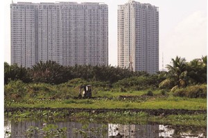 Ruộng vườn, đất đai bị hoang phế là tình cảnh chung của nhiều dự án "treo" suốt nhiều năm tại TP.HCM. Ảnh: Trọng Tín.