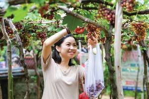 “Còi cọc” bất động sản nông nghiệp