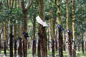 Rà soát lại quỹ đất nông lâm trường