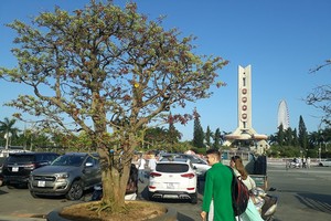 Cây mai cổ thụ được rao bán với giá 3,5 tỷ đồng tại Chợ hoa xuân Đà Nẵng.