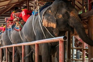 Các công viên voi ở Thái Lan vắng bóng du khách do virus corona. Ảnh: AFP.