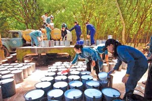 Công ty cổ phần Đầu tư Cao su Quảng Nam đã bị hủy niêm yết bắt buộc do lỗ 3 năm liên tiếp. Ảnh: Đức Thanh