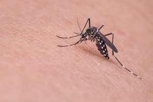 Singapore cảnh báo dịch sốt xuất huyết lây lan mạnh hơn Covid-19