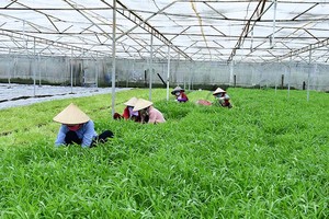 Nông trại của Vinamit ở huyện Phú Giáo, tỉnh Bình Dương nhìn từ trên cao