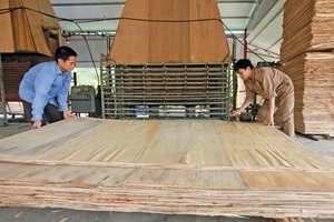 Mặt hàng gỗ dán của Việt Nam đang bị một số nước như Mỹ, Hàn Quốc điều tra vì nghi ngờ gian lận xuất xứ. Ảnh: Đức Thanh