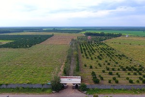 Nông trại của Vinamit tại huyện Phú Giáo tỉnh Bình Dương.