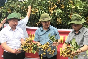 Kiểm tra chất lượng nhãn trồng trong vùng VietGAP.