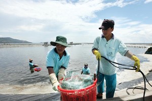 Tăng cường đầu tư vùng nuôi trồng đang là hướng đi của nhiều doanh nghiệp thủy sản. Ảnh: Đ.T