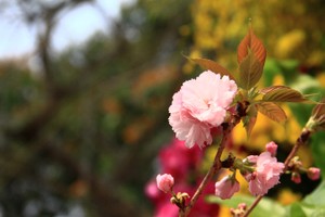 Ảnh: Thành Nguyễn