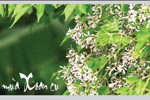 Ảnh: Thành Nguyễn.