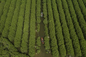 Rừng ngập mặn nhìn từ trên cao đẹp như một bức tranh.