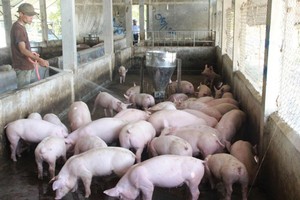 Phạt tù 11 nhân viên CTCP Chăn nuôi CP Việt Nam ghi chênh giá thịt heo chiếm đoạt 3,4 tỷ đồng