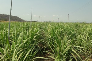 Vụ ép 2019-2020 của TTC Gia Lai thắng lợi khi vượt 101% kế hoạch đề ra