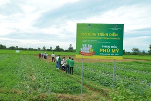 Tổng kết mô hình sử dụng phân bón Phú Mỹ trên cây dưa hấu