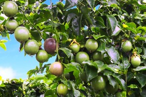 Bầu Đức “âm thầm” trồng trái cây, “hái” 70% lợi nhuận của mảng nông nghiệp