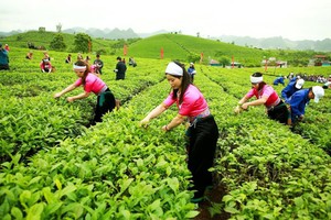 GTNFoods (GTN): Vinamilk công bố đã mua thêm hơn 5,8 triệu cổ phiếu, nâng sở hữu lên 40,68%