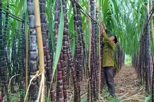 Cổ phiếu mía đường, vui được mấy ngày...?