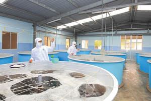 Thủy sản Minh Phú (MPC) chốt danh sách cổ đông chia cổ phiếu thưởng, tỷ lệ 1:1