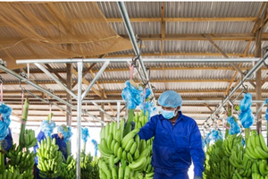 HAGL Agrico (HNG): Giá tăng trần liên tiếp do thông tin về khả năng thoát hủy niêm yết