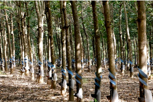 HAGL Agrico (HNG): Cổ đông Hoàng Anh Gia lai (HAG) muốn bán 13,3 triệu cổ phần