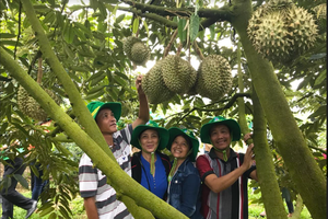 Phân bón Phú Mỹ: Bí quyết cho cây dưa và sầu riêng ở miền Trung - Tây Nguyên những mùa bội thu