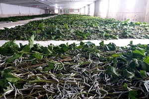Trồng dâu nuôi tằm lấy tơ thô xuất bán sang Ấn Độ là lĩnh vực mới của HAGL