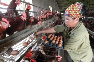 Giá trứng gà ở Việt Nam chênh lệch không nhiều so với các nước trong khu vực. Ảnh: Đức Thanh