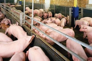 Người tiêu dùng ăn phải loại thịt có chất cấm về lâu dài có thể sẽ bị mắc các bệnh ảnh hưởng đến sức khỏe như: tăng huyết áp, tim đập nhanh, buồn nôn, đặc biệt có thể gây ung thư.