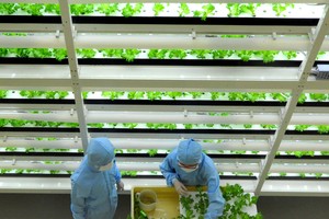 Trồng rau công nghệ cao là hướng đi triển vọng cho ngành nông nghiệp. Ảnh minh hoạ: Japantimes