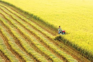 Đồng Nai được chuyển mục đích sử dụng 92,82 ha đất nông nghiệp sang dự án logistics (Ảnh minh họa)