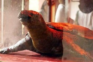 Cụ rùa Hồ Gươm sẽ được bảo quản theo phương pháp nhựa hóa.