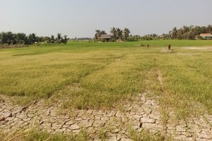 Phó thủ tướng lưu ý theo dõi xuất khẩu gạo trong lúc hạn hán, xâm nhập mặn