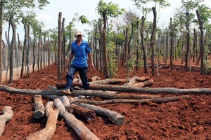 Những trụ tiêu được người dân Tây Nguyên nhổ bỏ vì không chịu nổi hạn hán. Ảnh: Duy Trần