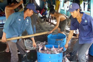 Giá cá tra tăng cao, người dân phấn khởi.