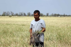 Cánh đồng lúa mất trắng ở Bạc Liêu do hạn hán và xâm nhập mặn. (Ảnh: Nguyễn Thanh Liêm/TTXVN)