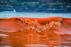 Hội nghề cá loại trừ nguyên nhân cá chết là do thủy triều đỏ