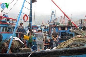 Ngư dân miền Trung điêu đứng vì hiện tượng cá chết hàng loạt