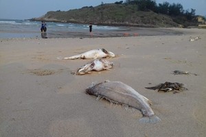 Khẩn trương, sớm kết luận nguyên nhân gây chết hải sản, bảo đảm khách quan, khoa học, độc lập.