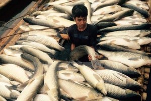 Cá chết hàng loạt tại một hộ nuôi cá lồng trên sông Bưởi. (Ảnh: Trịnh Duy Hưng/TTXVN)