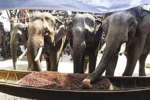 Cà phê voi trở thành đặc sản do chế biến phức tạp và đòi hỏi phải có bầy voi lớn - Ảnh: vove.com.vn