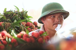 Bán vải cho Trung Quốc được giá cao hơn, nhưng người dân cũng bị trừ cân, ép giá đủ đường. Ảnh: Ngọc Thành