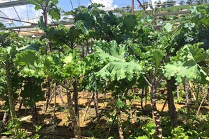 Cận cảnh giống cải “khổng lồ” hấp dẫn người tiêu dùng