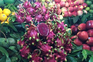 Giá bán thanh long tại thị trường Hà Nội vẫn đắt gấp 20-30 lần giá thanh long thu mua tại các nhà vườn ở miền Nam.